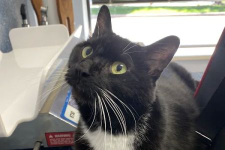 Cream City Kitty Clinic