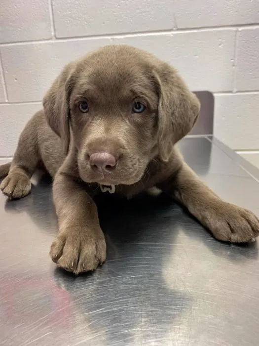 Woodland Veterinary Center 4
