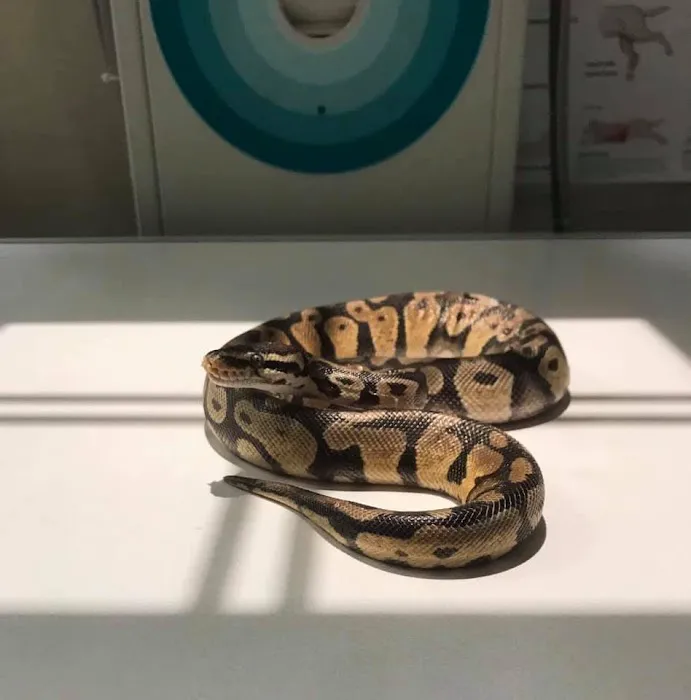 Woodland Veterinary Center 5