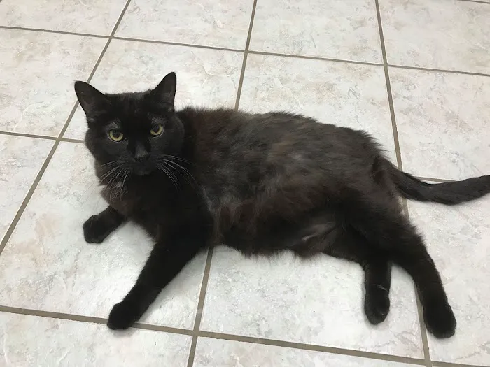 Woodland Veterinary Center 8