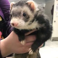 Woodland Veterinary Center ico