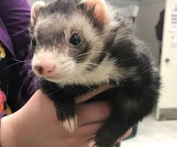 Woodland Veterinary Center