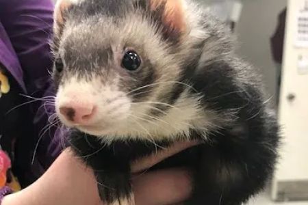 Woodland Veterinary Center
