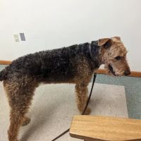 North Judson San Pierre Veterinary ico