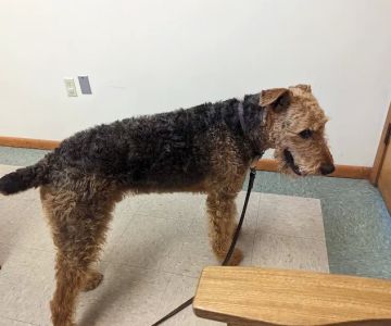 North Judson San Pierre Veterinary