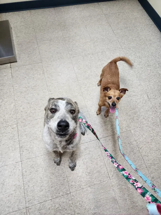 Davis Veterinary Service, PC 4