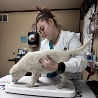 Davis Veterinary Service, PC ico