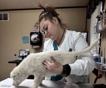Davis Veterinary Service, PC