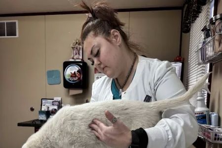 Davis Veterinary Service, PC