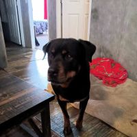 Sommers Veterinary Hospital ico