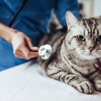 Silver Lake Small Animal Veterinary Clinic ico