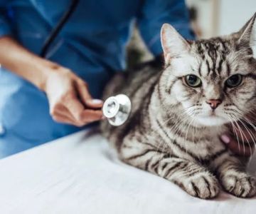 Silver Lake Small Animal Veterinary Clinic