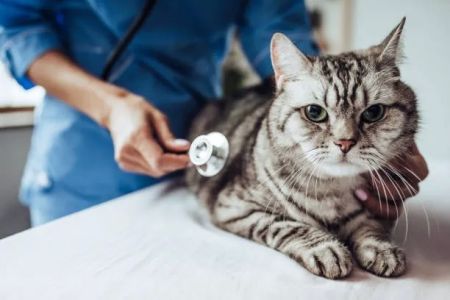 Silver Lake Small Animal Veterinary Clinic
