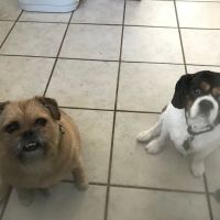 Huntley Veterinary Hospital ico