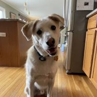 Pet Vet Animal Clinic & Mobile Practice ico