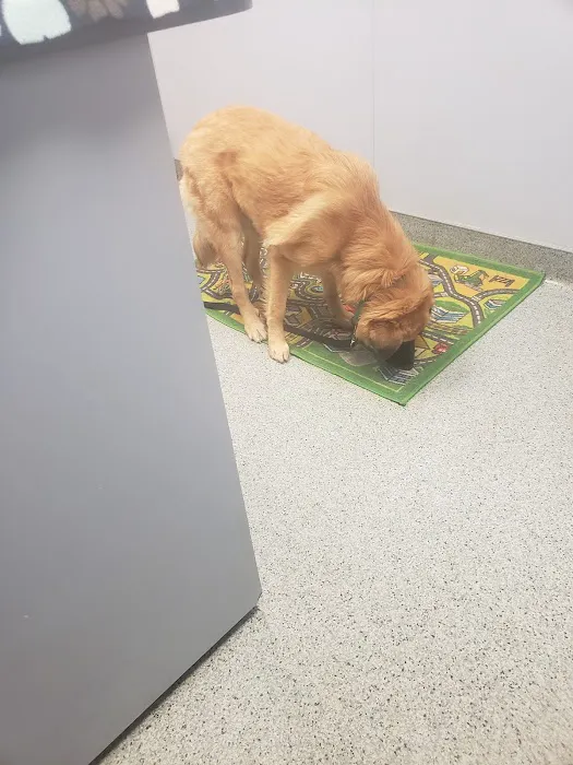Pet Vet Animal Clinic & Mobile Practice 4
