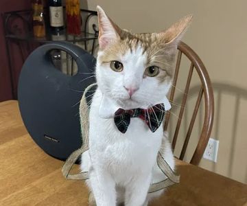 Huntley Animal Care