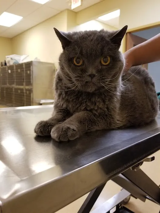 South Town Animal Hospital 2