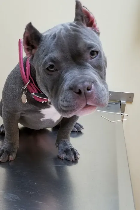 South Town Animal Hospital 6