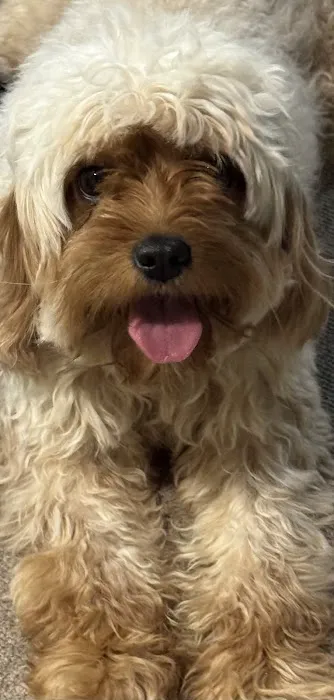 Banfield Pet Hospital 4