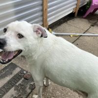 Banfield Pet Hospital ico