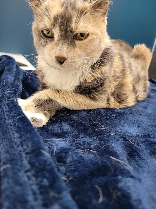 CityVet | Surprise 8