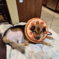 Lovet Pet Health Care - Sarival ico