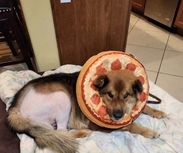 Lovet Pet Health Care - Sarival
