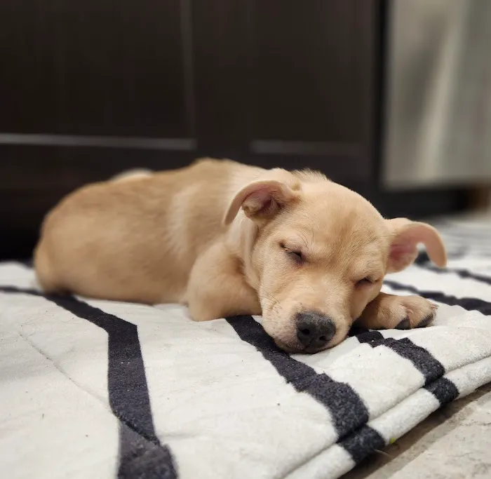 Lovet Pet Health Care - Sarival 8