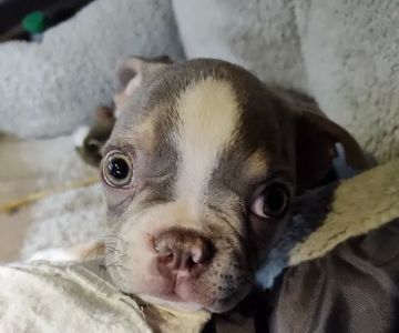 AVECCC Buckeye