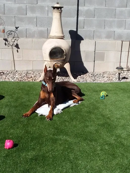 Lovet Pet Health Care - Verrado 8