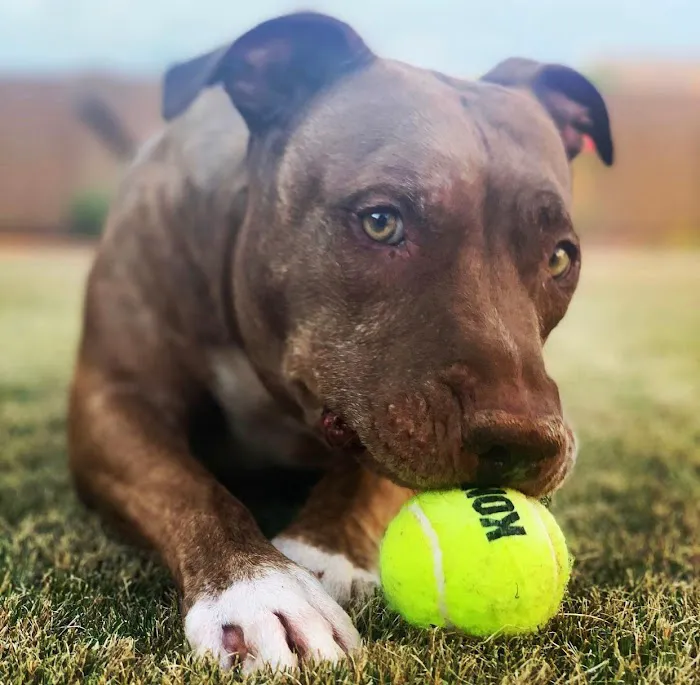 Lovet Pet Health Care - Verrado 10