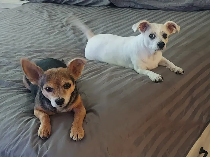 Lovet Pet Health Care - Verrado 4