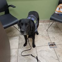 Lovet Pet Health Care - Verrado ico