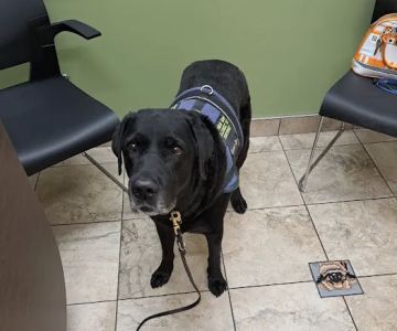 Lovet Pet Health Care - Verrado