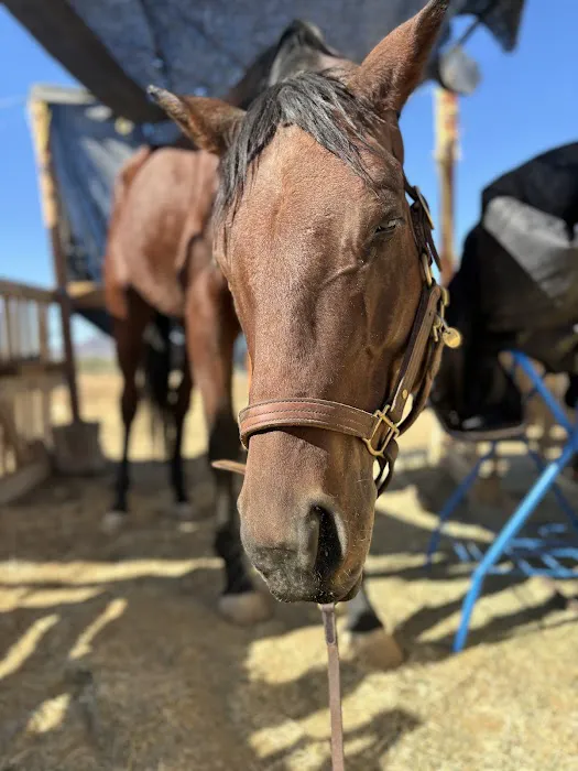 Desert Edge Equine 1