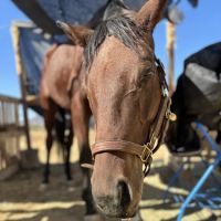 Desert Edge Equine ico