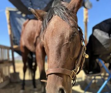 Desert Edge Equine