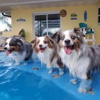 Atlantic Animal Hospital – Ormond Beach ico