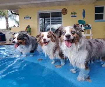 Atlantic Animal Hospital – Ormond Beach