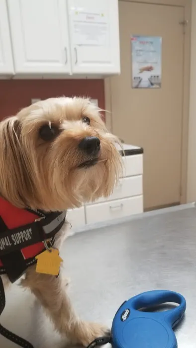 Atlantic Animal Hospital – Ormond Beach 4