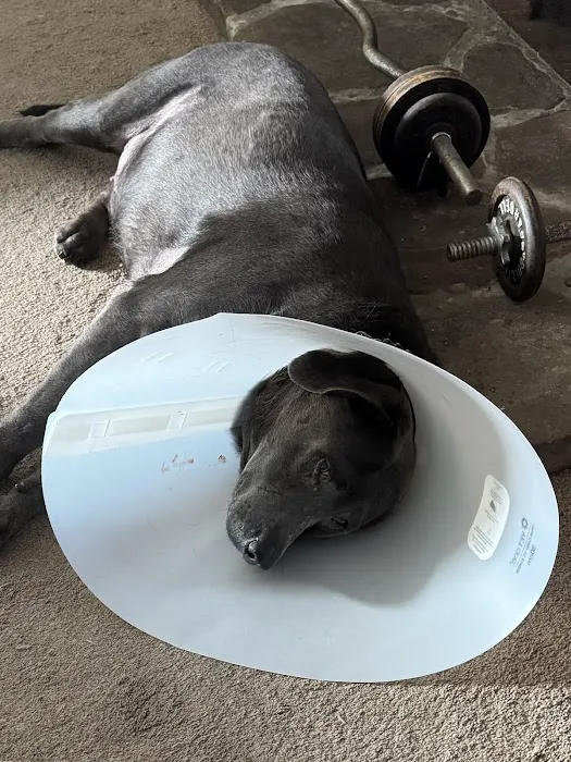 Atlantic Animal Hospital – Ormond Beach 6