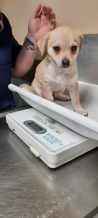 Saunders Veterinary Services 2