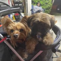 Lake Forest Veterinary Clinic ico