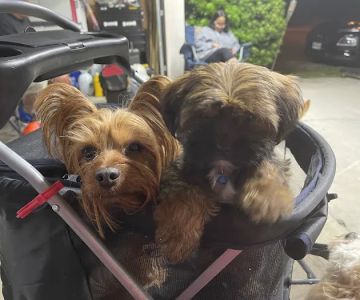 Lake Forest Veterinary Clinic