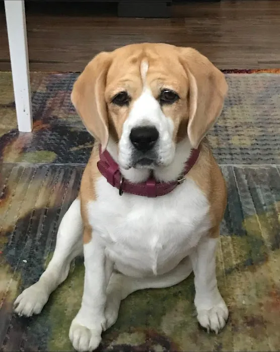 Highlands Animal Hospital 4