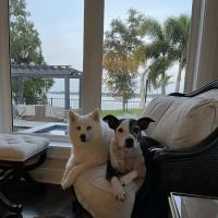 Sebring Animal Hospital ico
