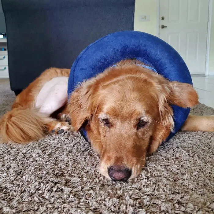 Coastal Veterinary Surgical Specialists, Inc.: Kirsch John DVM 12
