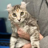 Ashburn Village Animal Hospital ico