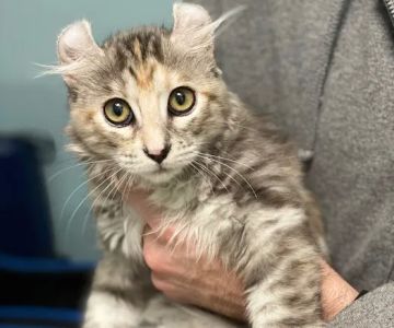 Ashburn Village Animal Hospital